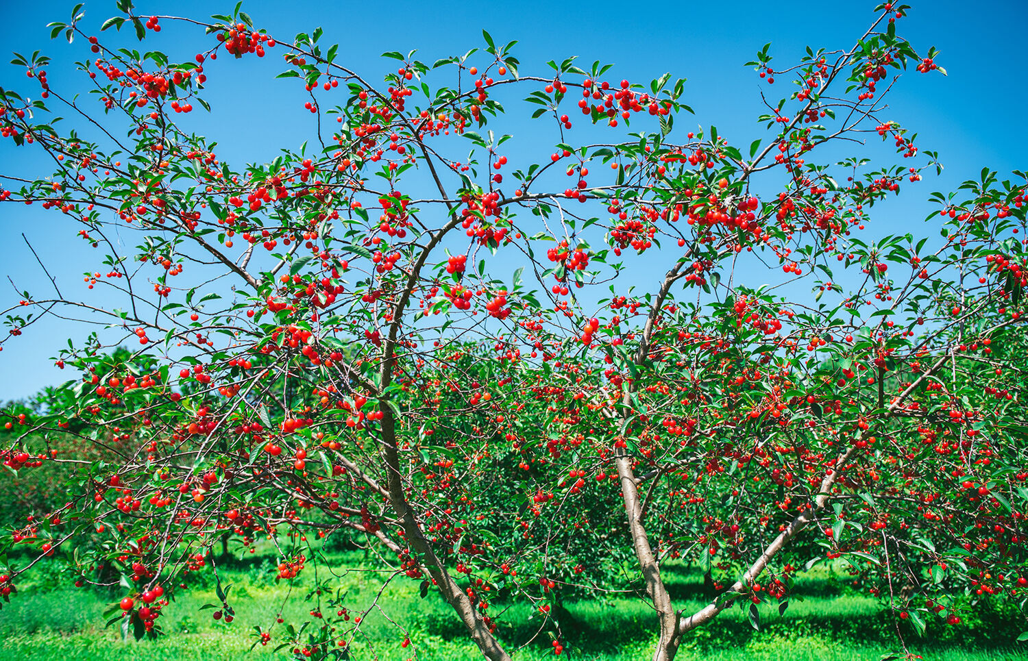 Hallstedt cherry tree